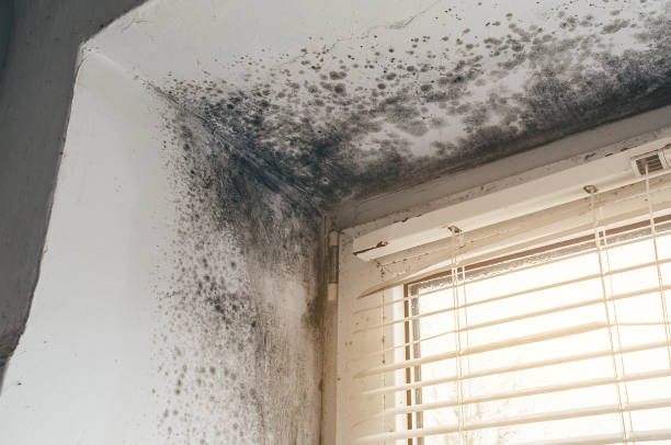 Trusted Attic Mold Removal service in Aberdeen, NC - Cheap Mold Removal